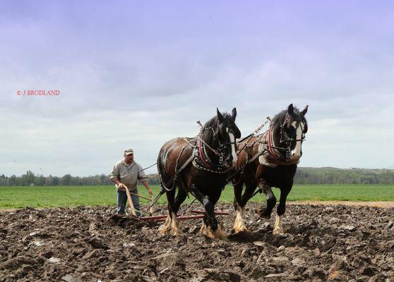 The Shire Horse is an excellent work horse