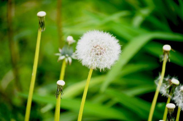 The Last Dandelion