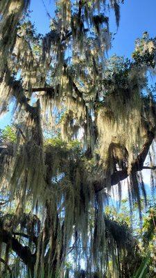 Gorgeous tree.