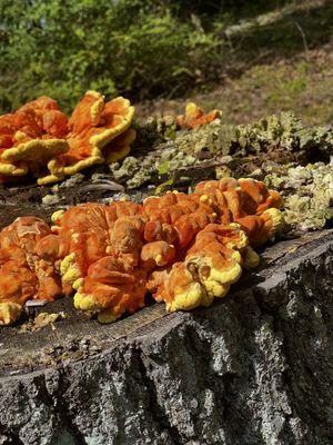 Wild mushrooms in the campground