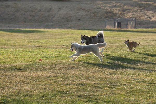 All the dog owners are friendly, and have well behaved dogs