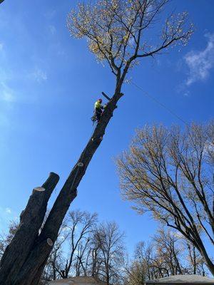 Tree removal