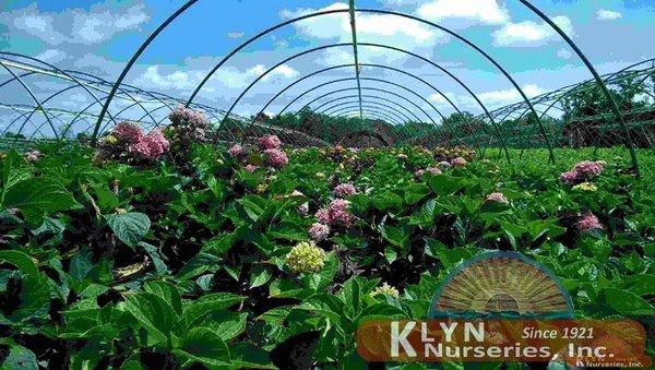 Klyn Nurseries, Inc.