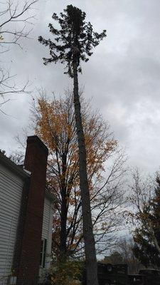 Tree Surgeons