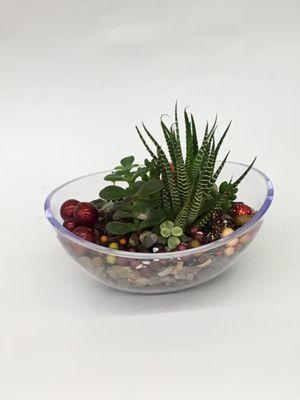 Succulents arrangements, indoor plants, low maintenance