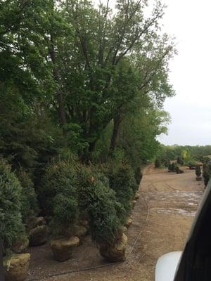 Trees ready to get loaded