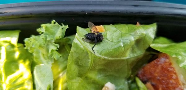 Bought a package Chef Salad with a sticker that says "Fresh Made with Love, Enjoy!"  The salad had a dead fly in it!!!  YUCK!