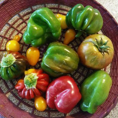 The last of my peppers.  These will be roasted along with my tomatoes, garlic and chile for a good sauce.