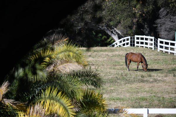 Grass pasture boarding year round.