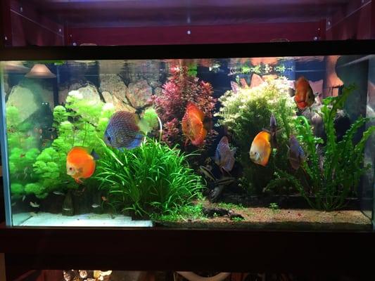 120 Gallon Planted Discus Aquarium