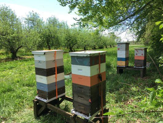 Looking good, ready for the Apple bloom. We do pollination services at a local orchard. Apple blossom honey is so sweet and very smooth.