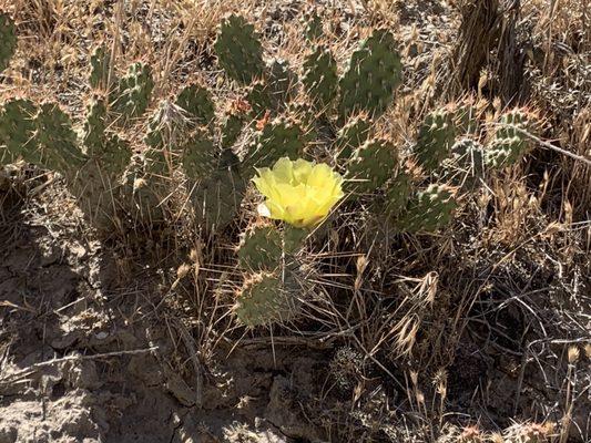 Beautiful desert flower