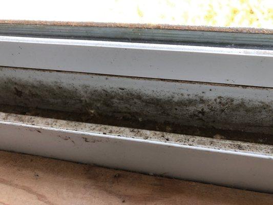 Mold growth found in the window frames due to excessive condensation forming on frames