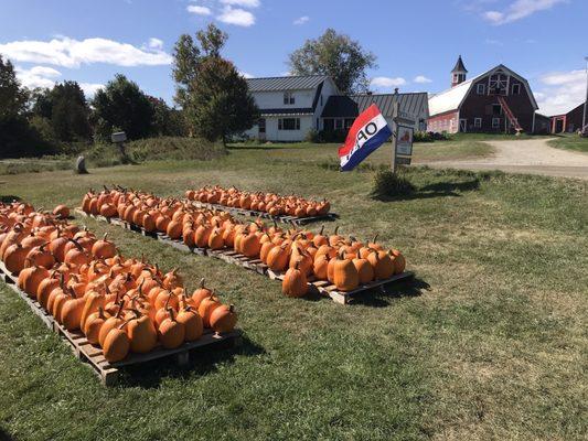 Pumpkins for sale