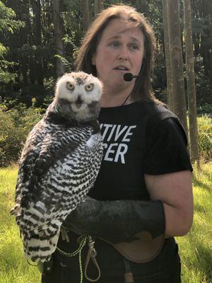 Young Snowy Owl born at Hawk Creek.