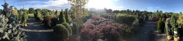 Tree Nursery Paradise