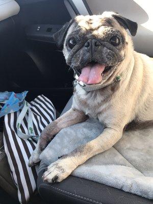 My baby jack is so happy after having his nails done!