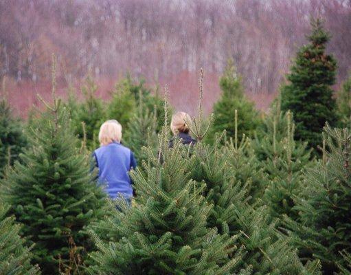 Don't forget Christmas trees. Make a day of it and come chop your own down