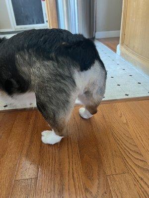 he had leg surgery and this is his shaved side