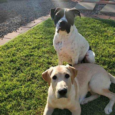 Sadie and Bella are practicing Sit and Wait