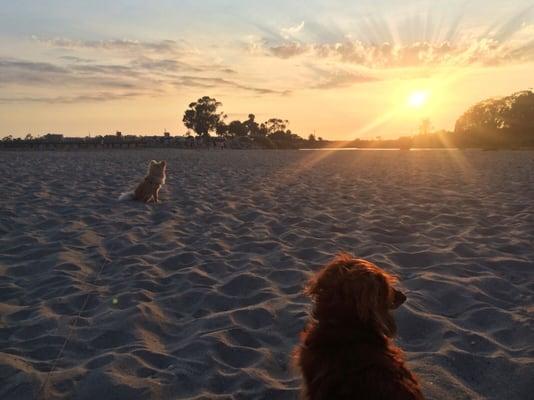 Humans aren't the only ones who loves our SB sunsets!