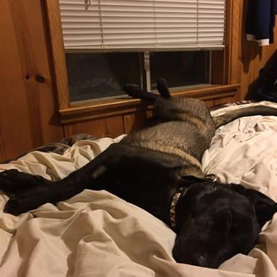 Nico was polite and used the dog sheet out of his Welcome Basket to protect the bed linens