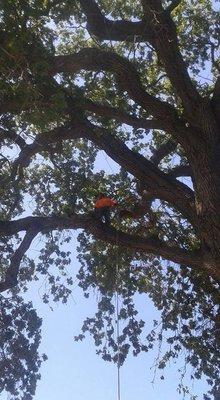 Oak tree trimming