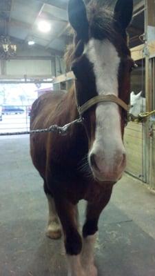 Friendly School Horses