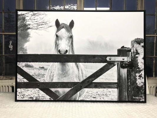 Check out this amazing black and white photo we printed for photograpger David Sussan. Printed on canvas.  @classicg1972