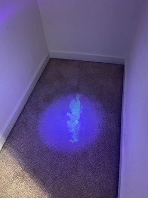 Black light used to identify all the stains & animal urine in the carpet.