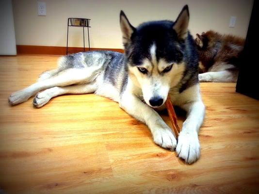 Lola likes her treat from Harlo's