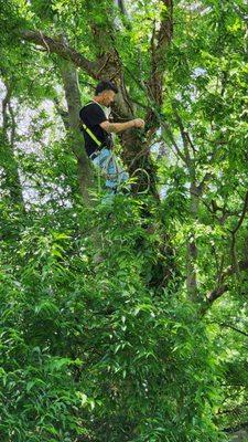 Bowden Tree Service