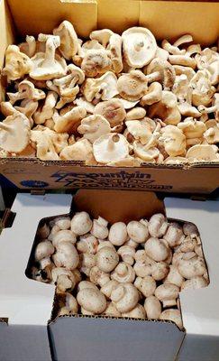 5 pound boxes - $10 each... Shiitake (on special today) and White Button