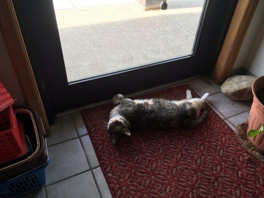 A watch-cat guarding the door.