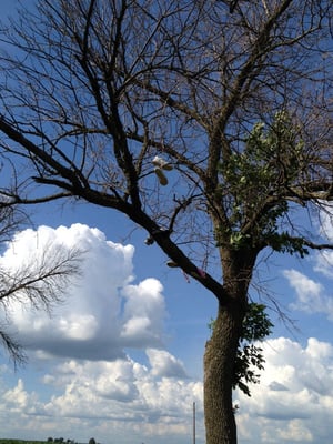 Stop by and throw your old shoes in the tree!