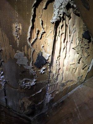 Termite damage