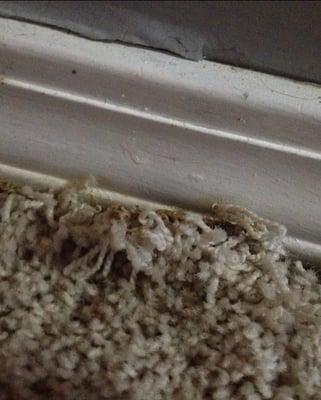 Carpet not stretched properly and fraying