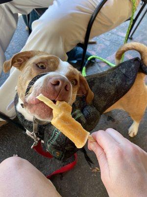 Dog Popsicle