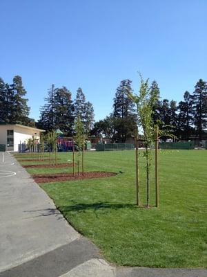 New field and trees