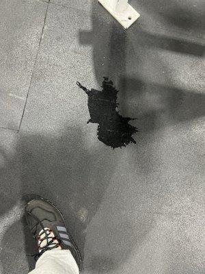 Dog urine on floor