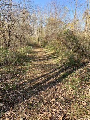 Trail to the Lake Michigan views