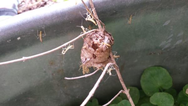 Praying mantids on the playground.