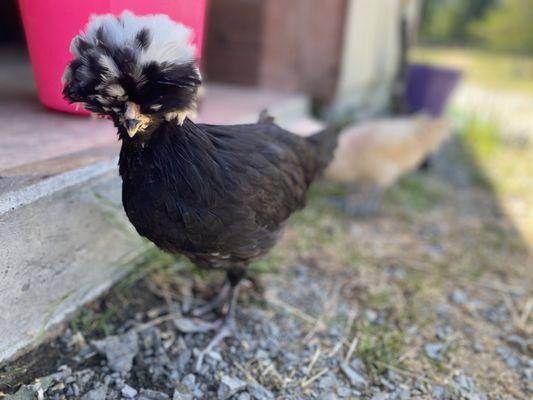 Silkie Chickens