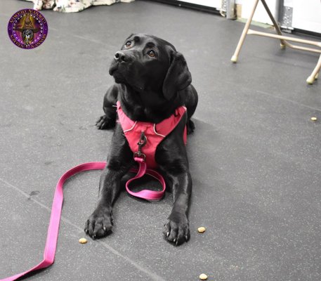 Labrador Retriever in a down stay with treats scattered around her.