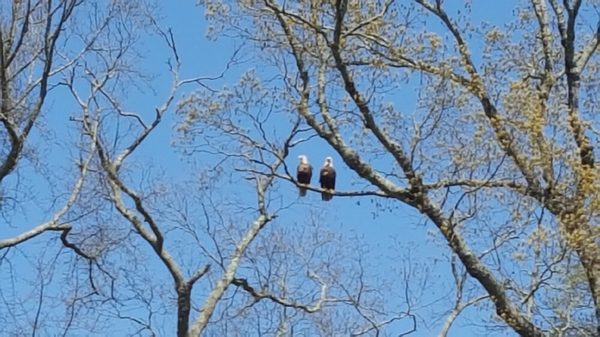 Two bald eagles, "George & Adele," are often seen in their nest located in the northwest section, or soaring over the 200-acre campus.