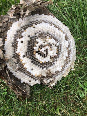 The inside of a removed hornets nest.