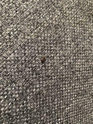 Bug found on couch