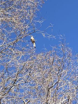 My mystery dove today among many Incas not the mourning doves.