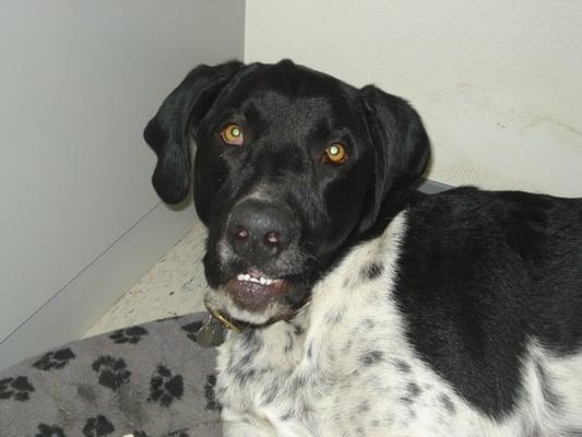 Indy, the clinic greeter!