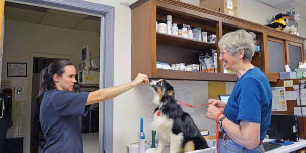 Beltsville Veterinary Hospital Dog Exam